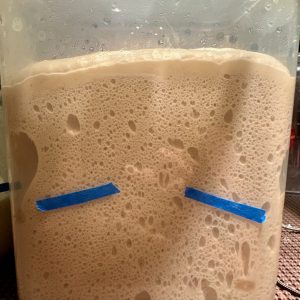 Showing the end of bulk fermentation of sourdough. Dough in tall plastic container with aqua colored tape marking where the dough started. Dough is risen to double past the tape and full of air bubbles