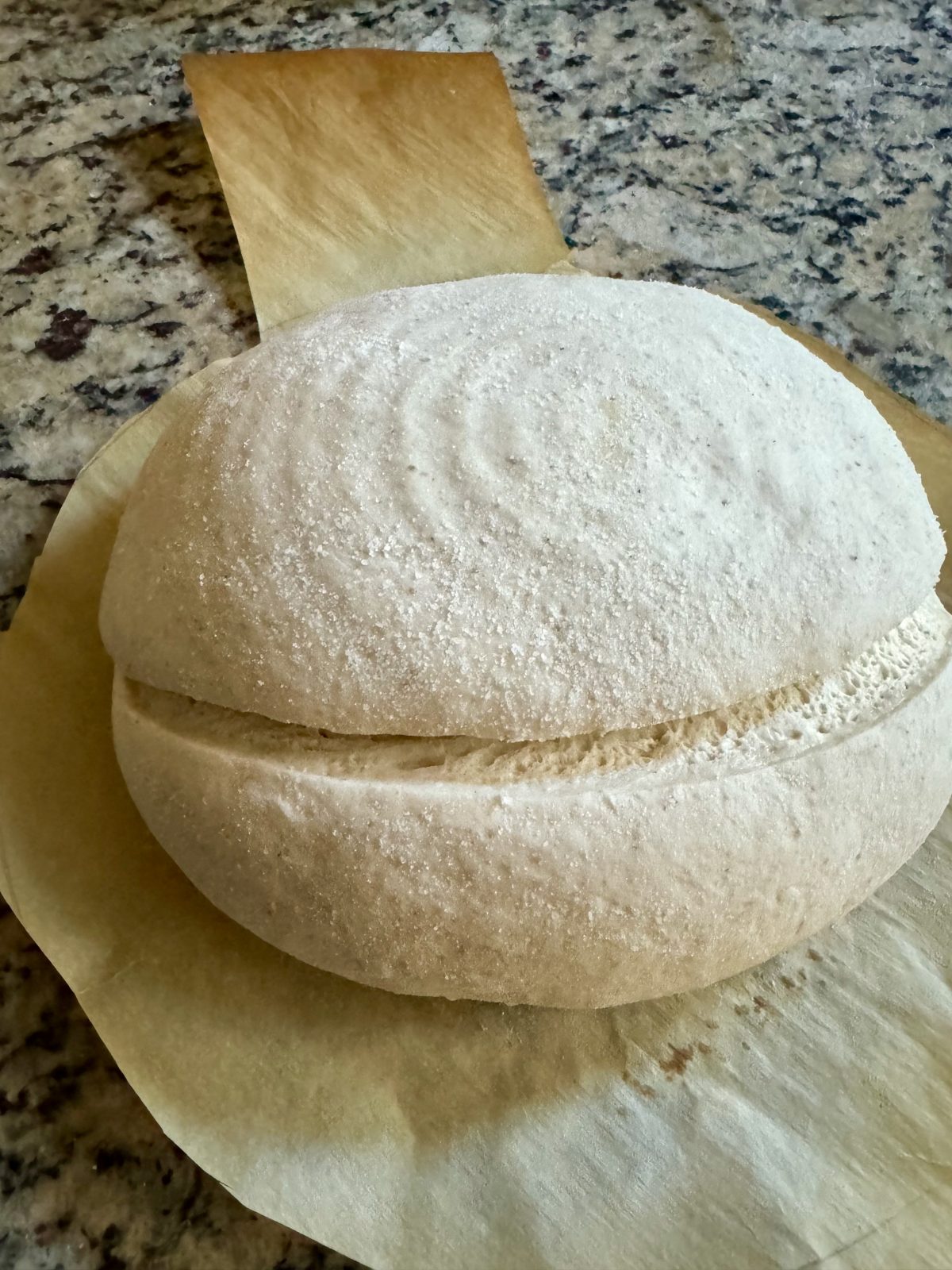 Loaf of unbaked sourdough on parchment paper, slashed to reveal bubbly interior.