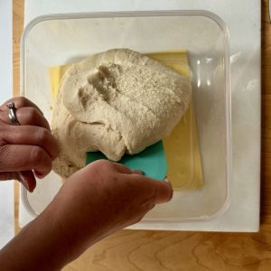 Showing process of stretching and folding sourdough. Aqua colored scraper and two hands scraping under sourdough. in square plastic container